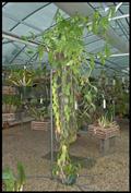 Vanilla planifolia